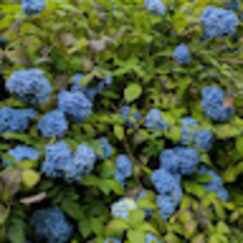 Meet your Posher, Maggie